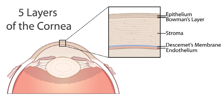 layers of the cornea